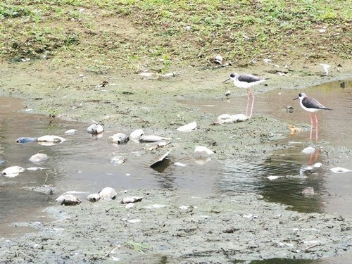 新竹县竹北市多条水圳鱼尸遍野疑因水情告急