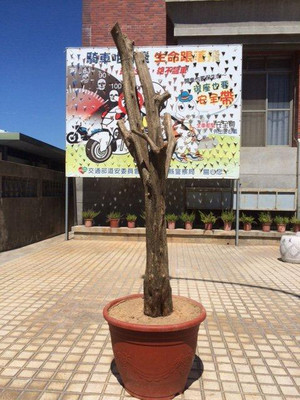 父子贪小便宜盗走百年七里香误触法网被送办（图）