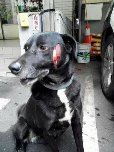 网友控诉狗狗被陌生人砍伤发布照片求缉凶（图）