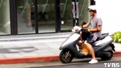 柯基犬跳车摩托车司机马路“捡狗”翻车（图）