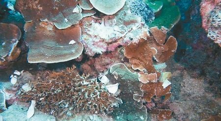 潜水客踩踏垦丁珊瑚研究员建议收海洋环保税