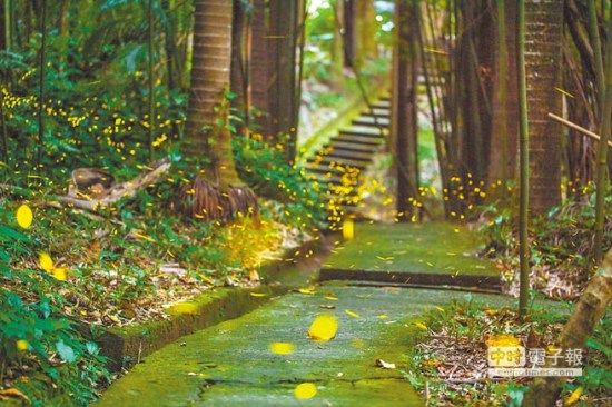台北推动萤火虫夜光计划大安森林公园或年底可见