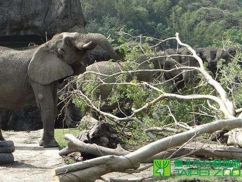 台风致台北动物园数百棵树木倒塌非洲象找到新玩具