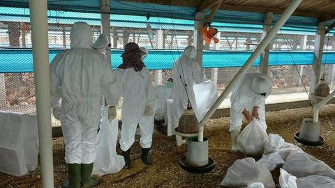台湾彰化土鸡城二度感染禽流感2万土鸡遭扑杀