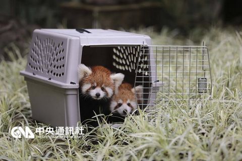 台北小熊猫双胞胎宝宝呆萌可爱个性大不同（图）