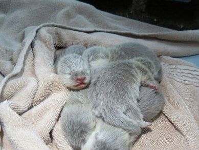 台北动物园小爪水獭5胞胎诞生忙坏新手妈妈（图）