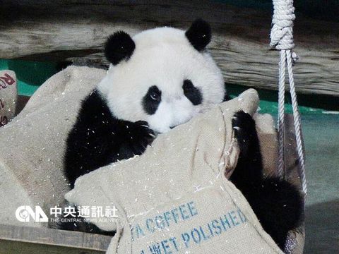 大陆赠台熊猫第二代“圆仔”误吞针头虚惊一场