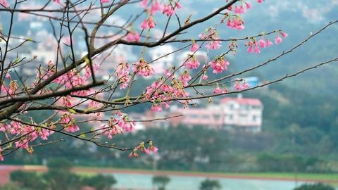 新北瑞芳樱花季到来游客争相拍照（图）