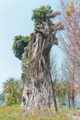 “树木银行”出手相救台湾百岁榕树长出绿叶（图）