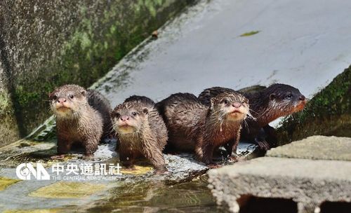 台北市立动物园3月9日表示，近日小爪水獭宝宝5胞胎的游泳班开课，它们兴奋地跟着妈妈“Nina”冲往成人大泳池，但仍害怕的在岸边张望，不敢下水。 来源：台湾“中央社”