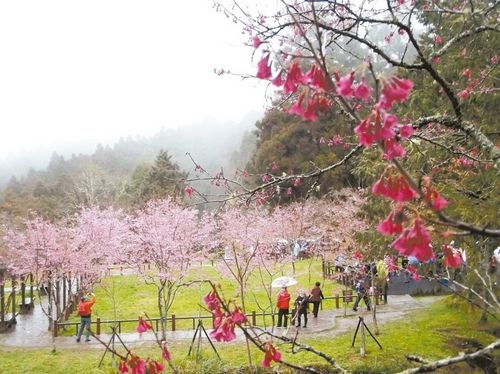 山樱争相绽放阿里山花季热闹开锣（图）