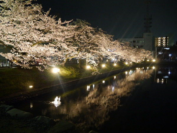 日本古迹点亮“光之回廊”夜樱魅影摄人心（图）
