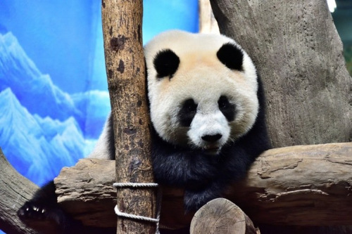 大熊猫“圆仔”确认进入青春期现食欲下降等行为