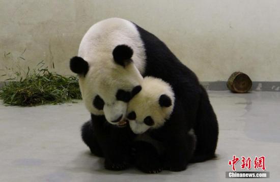 台北动物园：赠台大熊猫“圆圆”确定今年未成功怀孕