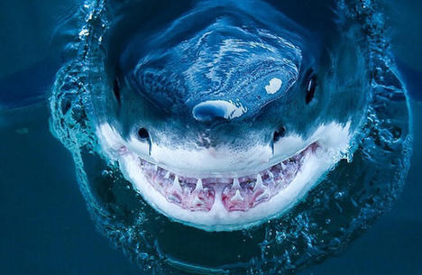 近拍鲨鱼罕见照 血盆大口的惊悚微笑