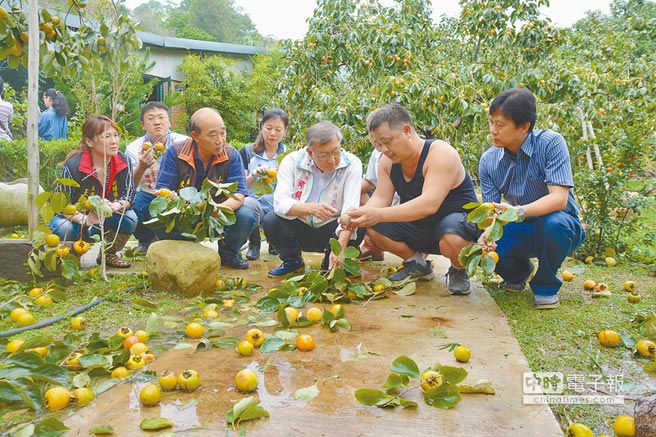 台风“鲇鱼”致全台农损逾10亿 水果受重创（图）