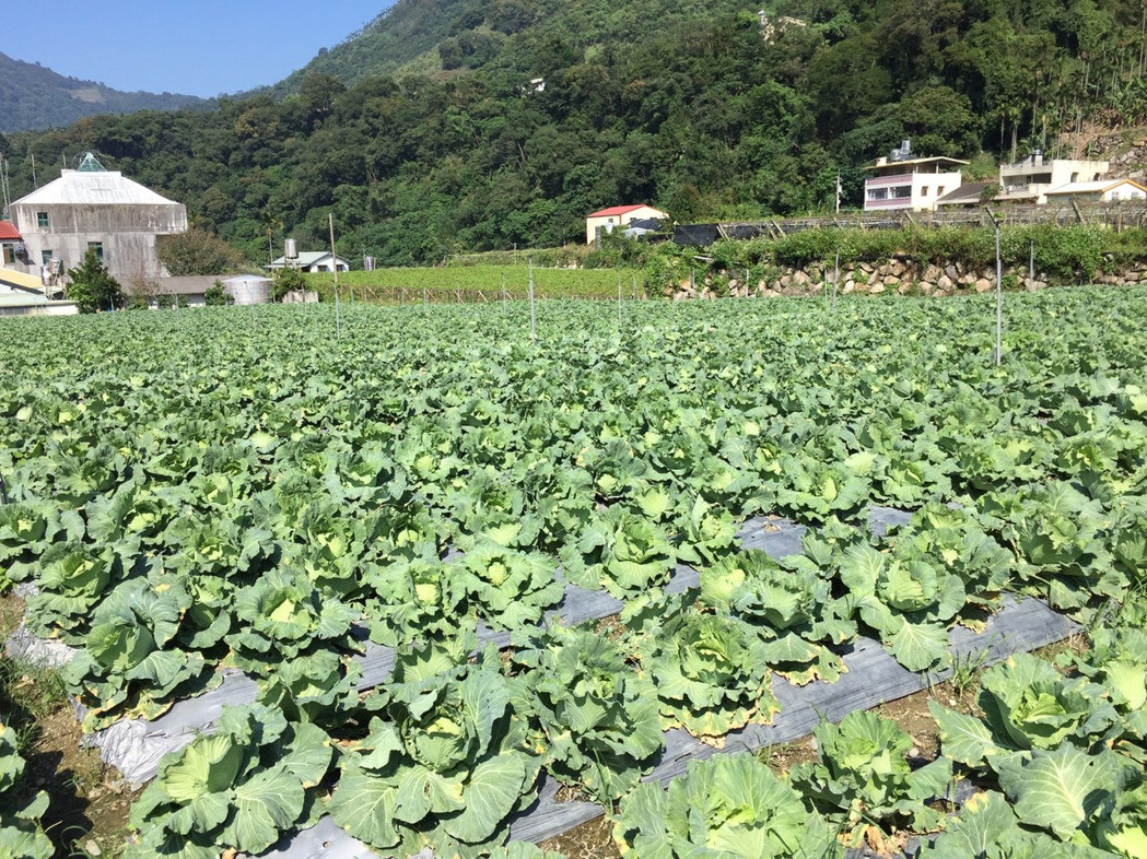 南投信义乡初秋种高山卷心菜正复耕中。（图片来源：台湾《联合报》）