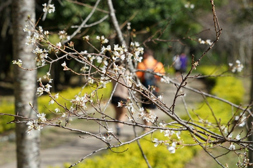 南投县奥万大森林游乐园区的雾社山樱以往都是2月下旬至3月中旬为开花期，但目前却已开花。台湾《联合报》记者陈妍霖摄影