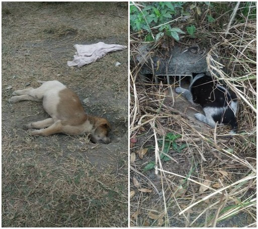 高雄现变态虐狗狂，幼犬被埋入土中活活闷死