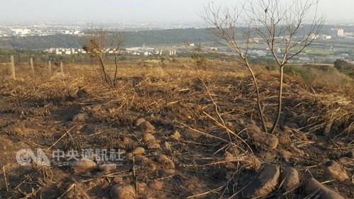 桃园杨梅山林大火延烧20公顷百人抢救数小时终扑灭