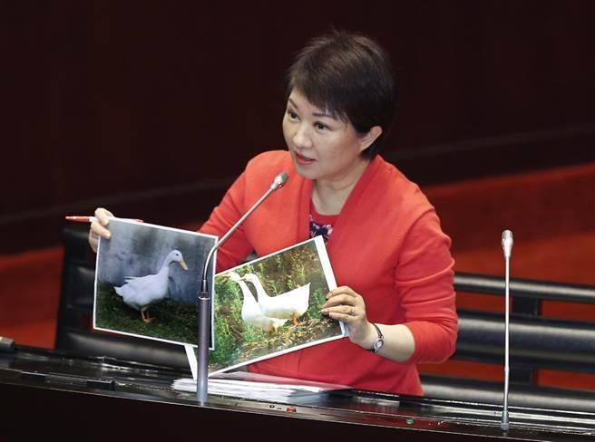 “立委”卢秀燕在21日总质询中拿出鹅与鸭的照片请“行政院长”林全分辨
