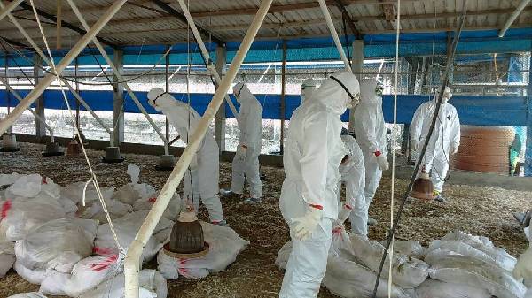 彰化县芳苑乡一处土鸡养殖场确诊感染H5N2亚型高病原性禽流感病毒，防疫人员21日进行场内鸡只扑杀工作，计扑杀2万多只土鸡