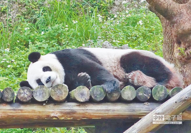 大熊猫“圆仔”将满4岁 预计明后年可以“相亲”