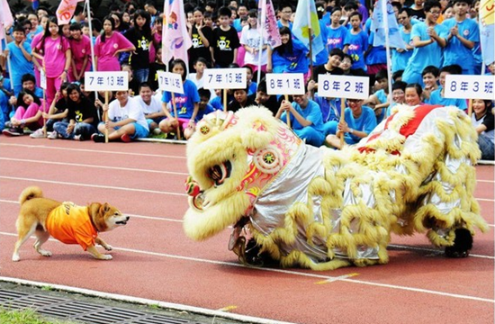 流浪狗被初中老师收留获发“学生证”成校犬（图）