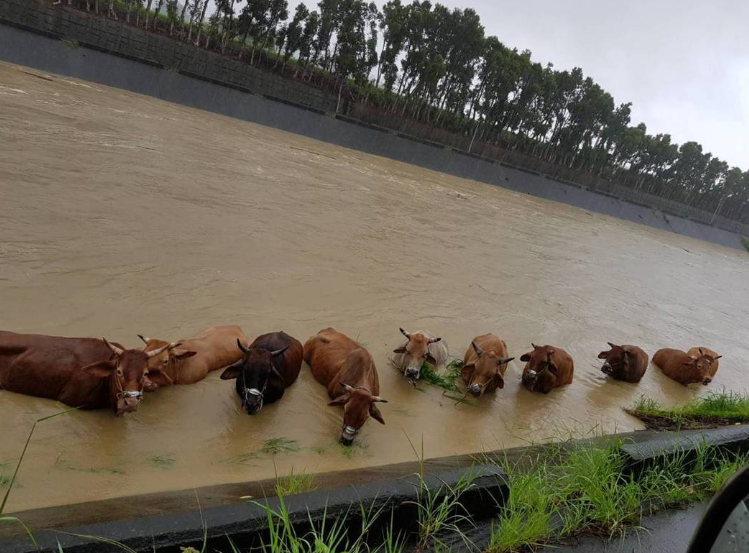 新竹雨后现奇景：鱼在路上，牛在水中。（图片来源：台湾《联合报》）