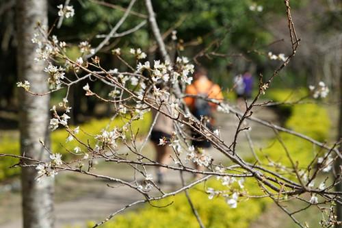 南投县奥万大森林游乐园区的雾社山樱以往都是2月下旬至3月中旬为开花期,但目前却已开花。台湾《联合报》记者陈妍霖摄影